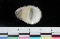 藏品(漁舟蜑螺)的圖片